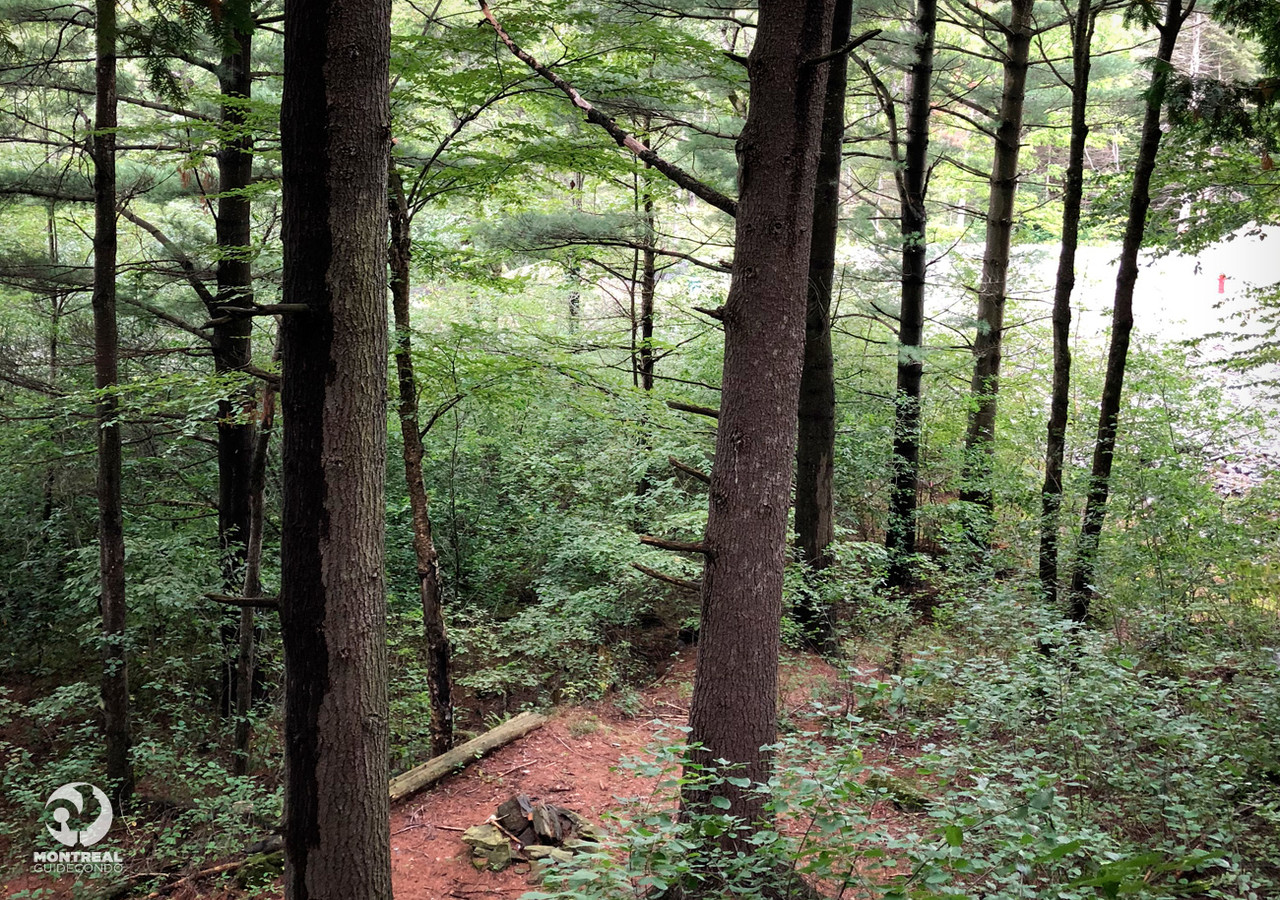 Forêt environnante du projet avec des pins matures
